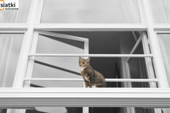 Siatki Suwałki - Zabezpieczenie dla kotów – siatka dla terenów Suwałk