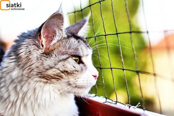 Siatki Suwałki - Siatka do zabezpieczenia kota i przed kotem dla terenów Suwałk