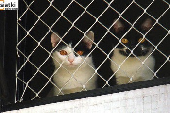 Siatki Suwałki - Siatka balkonowa – zabezpieczenie dla kota dla terenów Suwałk
