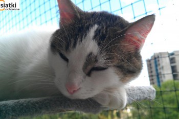 Siatki Suwałki - Siatka sznurkowa na balkon dla kota dla terenów Suwałk