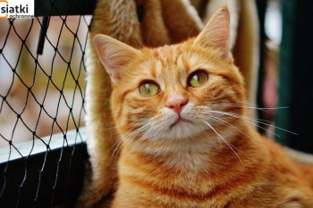 Siatki Suwałki - Tania siatka dla kota na balkon dla terenów Suwałk